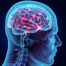 Il est le siège de la pensée et contient des centres chargés d'assembler et de comprendre les perceptions sensorielles. Cerveau Tout Savoir Sur Le Cerveau Doctissimo