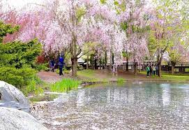 This Japanese Garden In Ontario Has Weeping Cherry Blossoms That Will Take Your Breath Away Japanese Garden Landscape Japanese Garden Blossom Garden