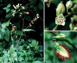 Image result for Fagopyrum snowdenii