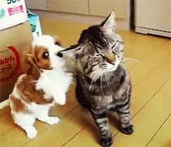 Cat and dog cuddling gif. Dog Hug Cat Gif Novocom Top