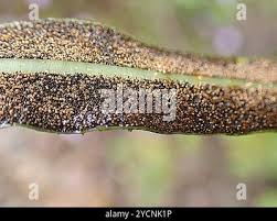 Image result for Elaphoglossum acrostichoides