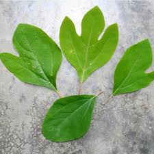 Sassafras is a common tree found throughout the Southeast. It's easy to  identify by its leaves; to me it looks like a dinosaur's footprint 😂 It  spreads easily and if you see