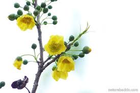 Image result for Ochna natalitia