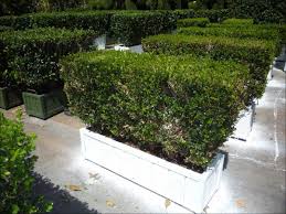 Maybe you would like to learn more about one of these? 3 X 2 5 Boxwood Hedge In Live Hedges