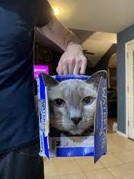 This is beneficial particularly on hotter, more humid days, or if the litter isn't cleaned as and when the cat uses the box, they kick up the litter to cover their business. One Of Our Cats Likes To Get Into Soda Boxes And Be Carried Around Aww