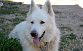 Poids d'un chiot berger blanc suisse, femelledurant sa croissance. Le Berger Blanc Suisse Caractere Origine Conseils D Elevage Sante