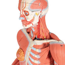 Female human anatomy vector diagram. Muscle Figure Female W Out Organs 23 Part 3b Scientific 1013882 B51
