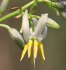 Image result for Berkheya bipinnatifida