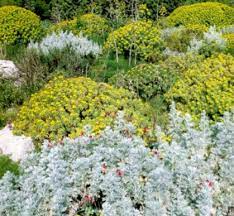 Rosa l., 1753 è un genere della famiglia delle rosacee che comprende circa 150 specie, originarie dell'europa e dell'asia. Piante Gialle Macchia Mediterranea Macchia Mediterranea