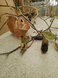 ナスを丸ごとあげてみた 根と葉もうさぎに おてうさぎ
