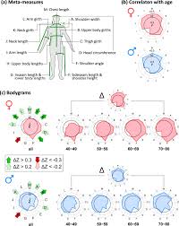 Image result for Body Composition Changes with Aging