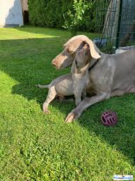 Image result for výmarský krátkosrstý ohař