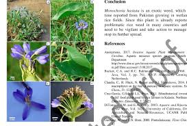 Image result for Monochoria