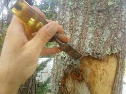 If its bark is damaged, the tree responds by developing callused edges around the wound. Repairing Damaged Tree Bark Cape Cod Tree Service