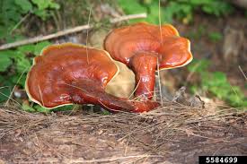 Image result for Ganoderma tsugae