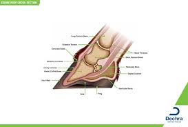 28 labeled diagram of the femur long bone diagram labeled. Downloads Anatomy Charts Dechra Veterinary Products