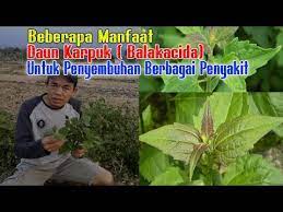 We did not find results for: Beberapa Manfaat Mengejutkan Dari Daun Semak Ini Karpuk Balakacida Youtube