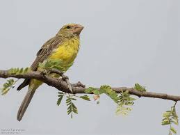 Image result for Pteris buchananii