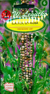 Image result for Coix lacryma-jobi