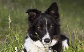 If you find a breeder in california or an online advertisement on craigslist advertising a litter of puppies for free or to a good home for free then run, do not walk away. 79 Border Collie For Sale Craigslist L2sanpiero