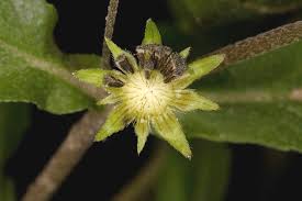 Image result for Eclipta prostrata