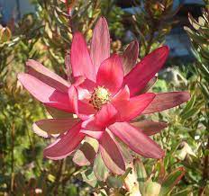 Leucadendron Jester Flower Garden Flowers Protea Wedding