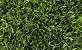 How Do I Know If I Have Buffalo Grass