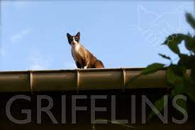 Tu n'as pas vu mon chat ? Grif Explique Mon Chat Est Coince Sur Un Toit Ou Dans Un Arbre Que Faire Grifelins