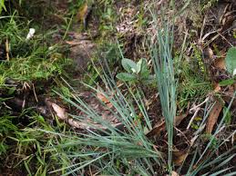 Image result for Costularia