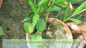 Choose ginger roots (technically rhizomes) that are plump and free of wrinkles, with visible eyes (small points. Growing Ginger In Small Pot Growing Tips Youtube