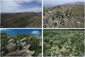 Белохвостая мышь ( calassomys apicalis ). The Deadly Route To Collapse And The Uncertain Fate Of Brazilian Rupestrian Grasslands Springerlink