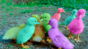 Maybe you would like to learn more about one of these? Anak Bebek Lucu Berenang Lagu Anak Daerah Ntt Potong Bebek Angsa Masak Dikuali Youtube