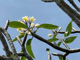 Image result for Plumeria rubra