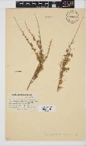 Image result for Eriocephalus microphyllus