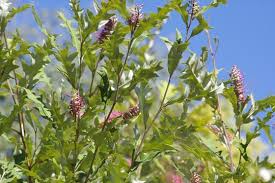 Image result for Gunillaea