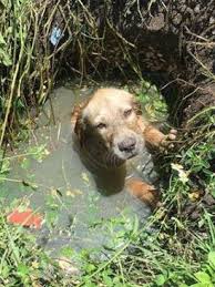 Puddles the puppy finds loving home with Sheriff's deputy ...