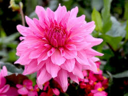 Shallow focus photo of pink flower. 55 Best Pink Flowers With Names And Pictures Florgeous