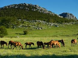 Nacionalni park sjeverni velebit, hrvatski nacionalni park, proglašen je 9. National Park Northern Velebit Parks Dinarides