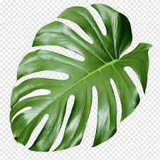 Check spelling or type a new query. Estetika Tanaman Monstera Daun Monstera Deliciosa Hijau Daun Cactaceae Taman Png Pngwing