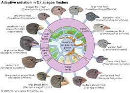 Your cactus ground finch stock images are ready. Adaptive Radiation In Finches Dragonflyissuesinevolution13 Wiki Fandom