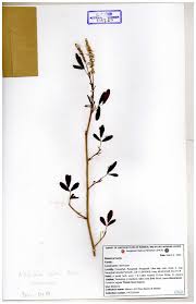 Image result for Teramnus micans