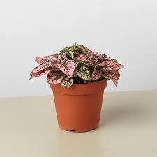 Image result for Hypoestes