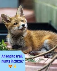 Boxing Day should be spent celebrating British wildlife, and yet it's a time when many worry for the lives of animals caught up in the so-called 'sport' of trail hunting. We look