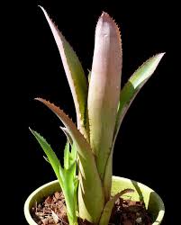 Image result for Billbergia