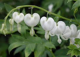 Dicentra Spectabilis Alba Bleeding Heart Bleeding Heart Plant Fungus Moon Garden
