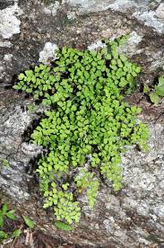 Image result for Adiantaceae