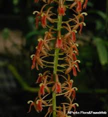 Image result for Liparis tridens