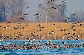 Ntre fluviile care au renume i care sunt navigabile cnd vii de la mare este i istrul. Arbdd Administratia Rezervatiei Biosferei Delta Dunarii Home Facebook