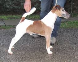 Image result for foxteriér hladkosrstý