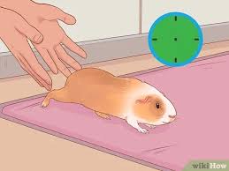 We did not find results for: How To Care For A Crested Guinea Pig With Pictures Wikihow